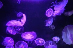 燈塔水母真的永生嗎