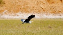 白鷺是幾級保護動物