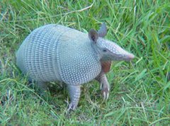 穿山甲和犰狳有什么不同