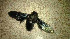 草蛉對人有害嗎