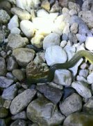 被草蛉咬了有毒嗎