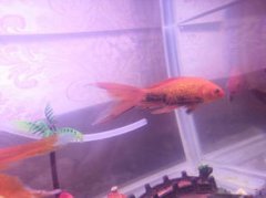 觀賞魚變黑怎么處理