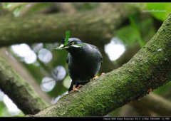 八哥鳥在什么地方筑巢