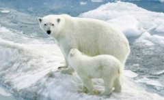 北極熊在南極還是北極