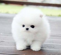 博美俊介犬好養嗎