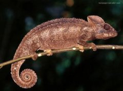 變色龍的作者是誰