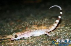 壁虎與四腳蛇的區別是什么