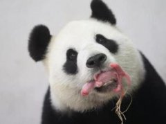 大熊貓的特點(diǎn)是什么