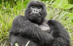 大猩猩和老虎哪個厲害