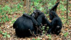 大猩猩和黑猩猩有什么不同