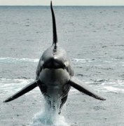 大白鯊和虎鯨誰更厲害