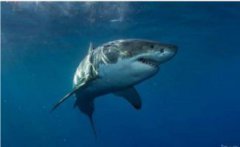 大白鯊有天敵嗎