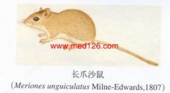 大白鼠和小白鼠有什么不同