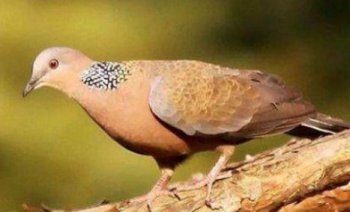 布谷鳥什么時候叫