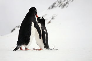 帝企鵝一生有多少伴侶