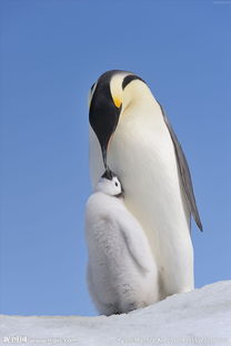 帝企鵝生活在哪里