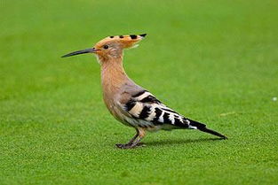 戴勝鳥可以養嗎