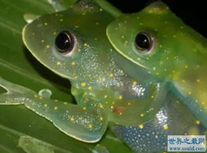 玻璃蛙可以養嗎