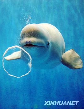 白鯨的智商有多高