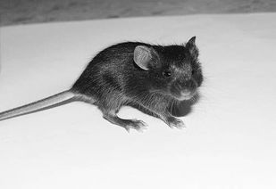 白鼠和老鼠有什么區別