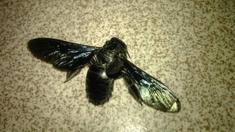 草蛉對人有害嗎