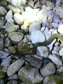 被草蛉咬了有毒嗎