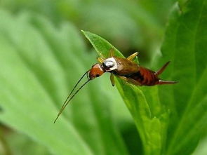 被蠼螋咬了怎么辦