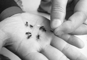 被飛蟻咬了怎么處理