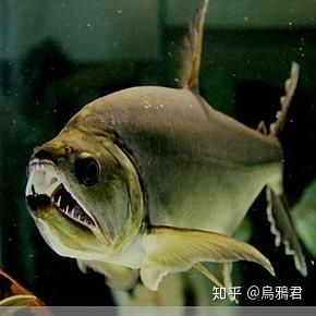 觀賞魚什么魚最兇猛