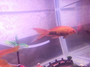 觀賞魚變黑怎么處理