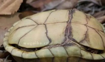 閉殼龜什么意思