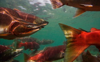 鮭魚產卵后為什么會死