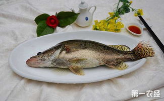 鱖魚和桂魚的區別是什么