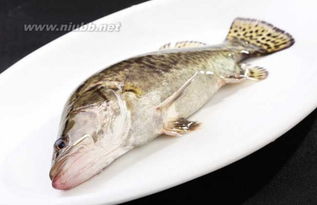 鱖魚和鱸魚哪個貴