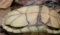 閉殼龜什么意思