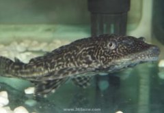 風水魚總數算清道夫嗎