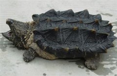 鱷龜能長(zhǎng)多大