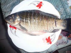 鰲魚(yú)是什么魚(yú)