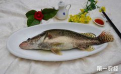 鱖魚和桂魚的區(qū)別是什么