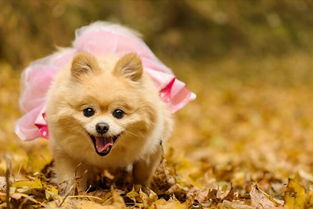 俊介犬和博美的區(qū)別是什么