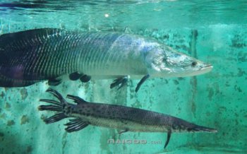 冷水魚什么品種最好養