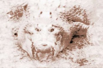 女人夢到鱷魚什么意思