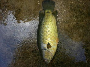 攀鱸魚能長多大