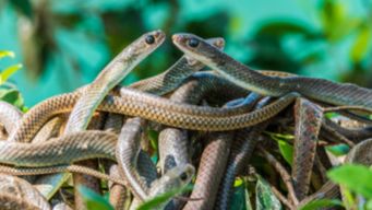 夢見千足蟲是什么意思