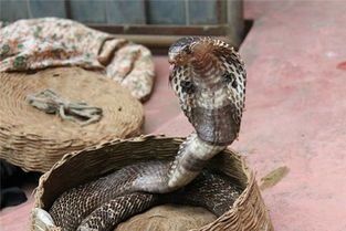 夢見眼鏡蛇是什么預兆