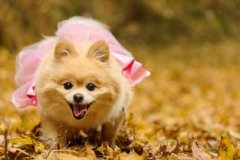 俊介犬和博美的區別是什么