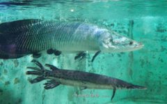 冷水魚什么品種最好養(yǎng)