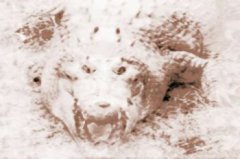 女人夢(mèng)到鱷魚(yú)什么意思