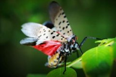 昆蟲記的作者是誰