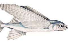 夢見飛魚是什么意思